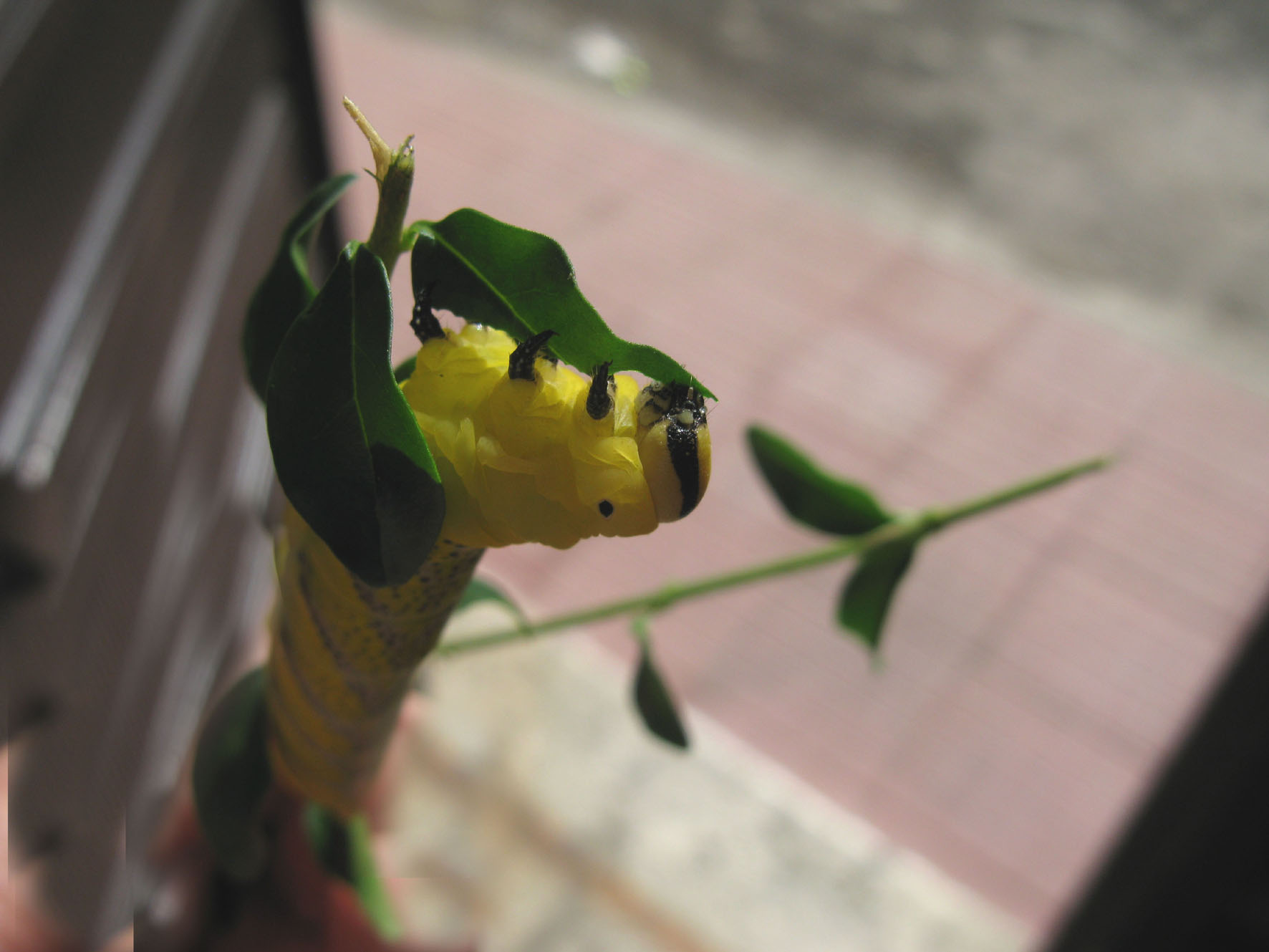 vorace bruo da identificare